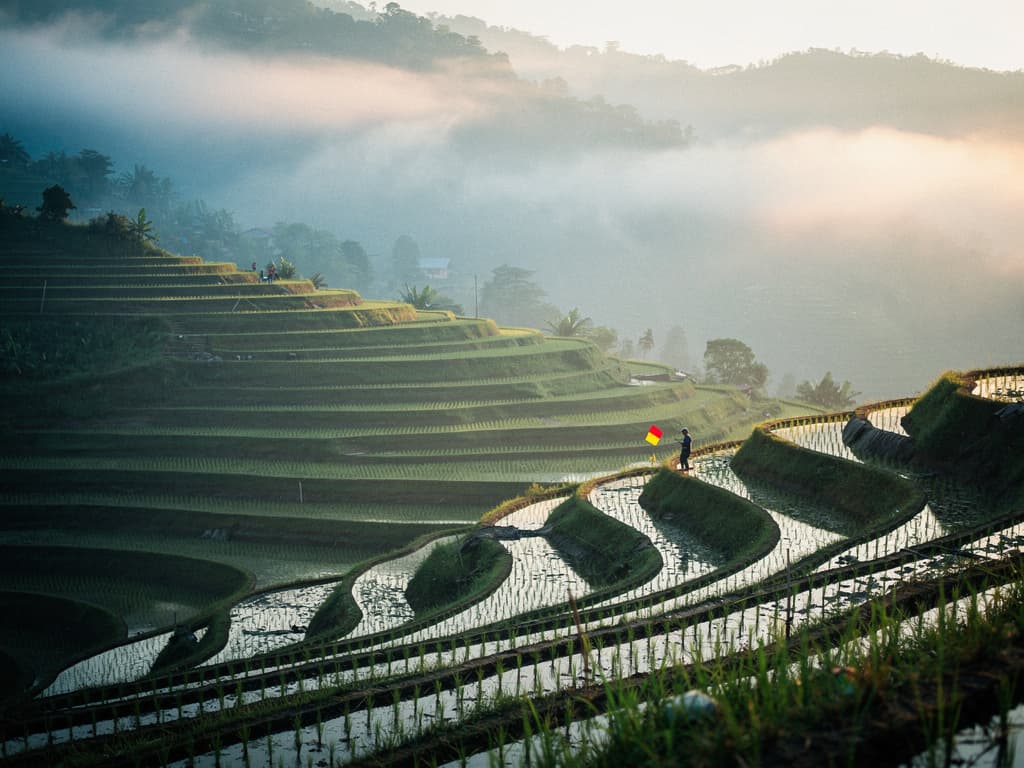 Painterly terraced rice fields at dawn generated with Flux 2 Pro in Made