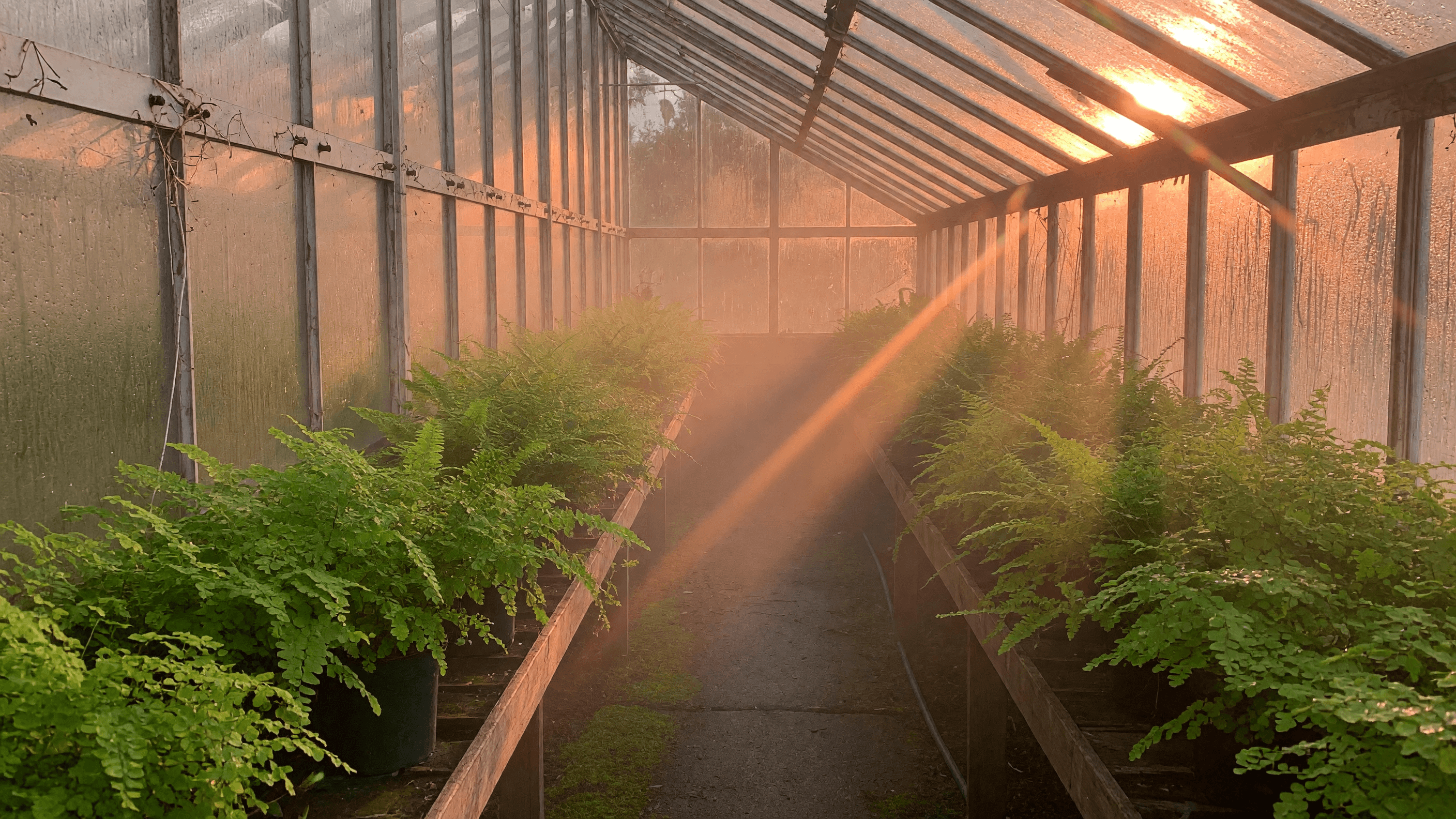 Greenhouse start frame supplied to Gemini Omni Flash
