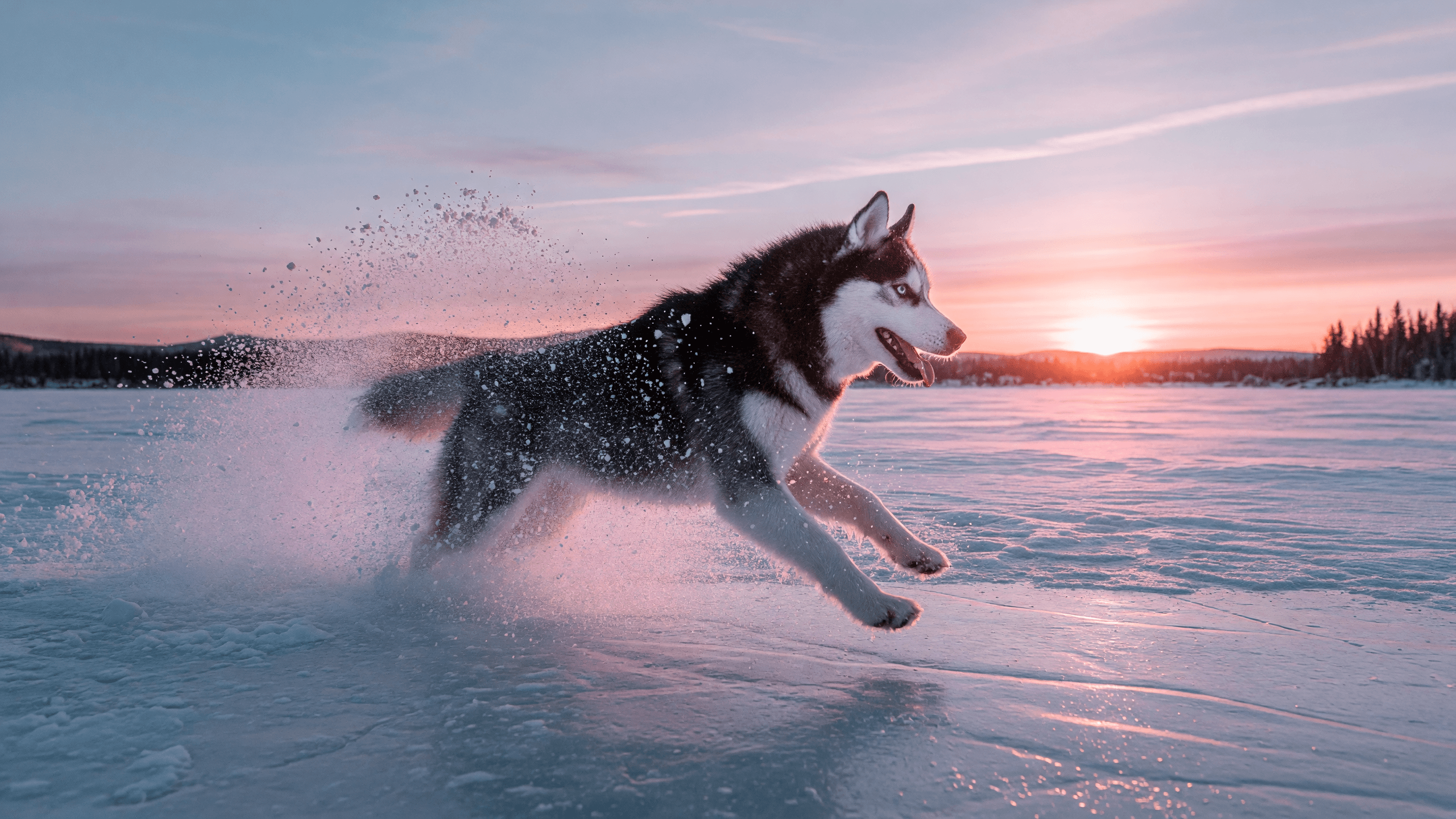 Husky on a frozen lake, a composition brief for Grok Imagine Video 1.5