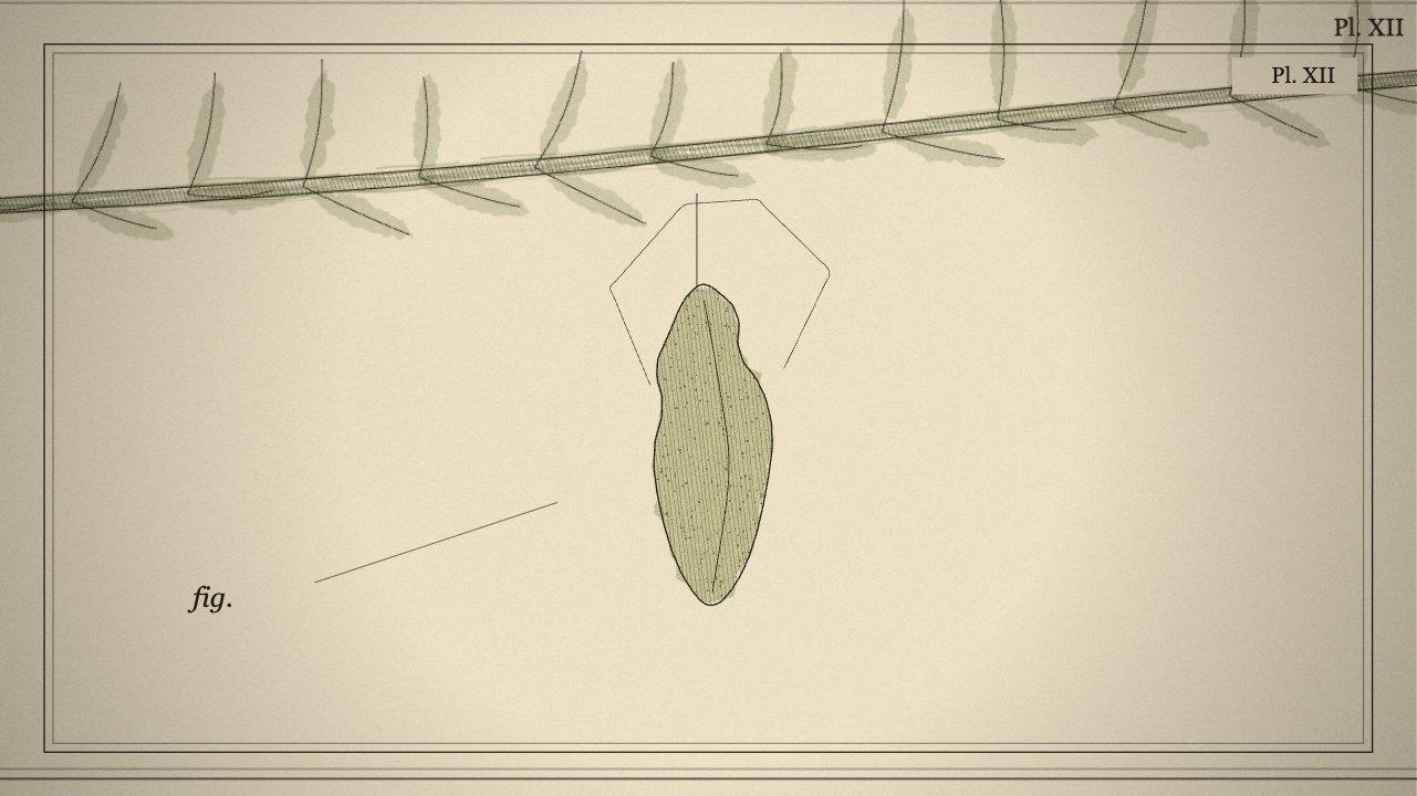 Plate XII: Papilio machaon, a film painted in code by Claude Opus 5.5